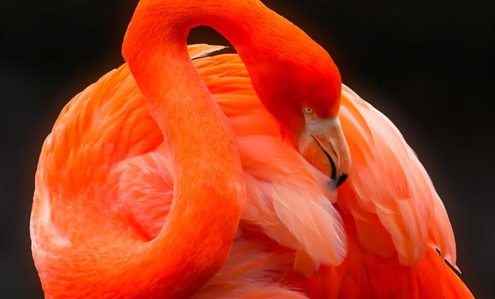 A coral-pink preening adult Caribbean flamingo with its head by its wing.